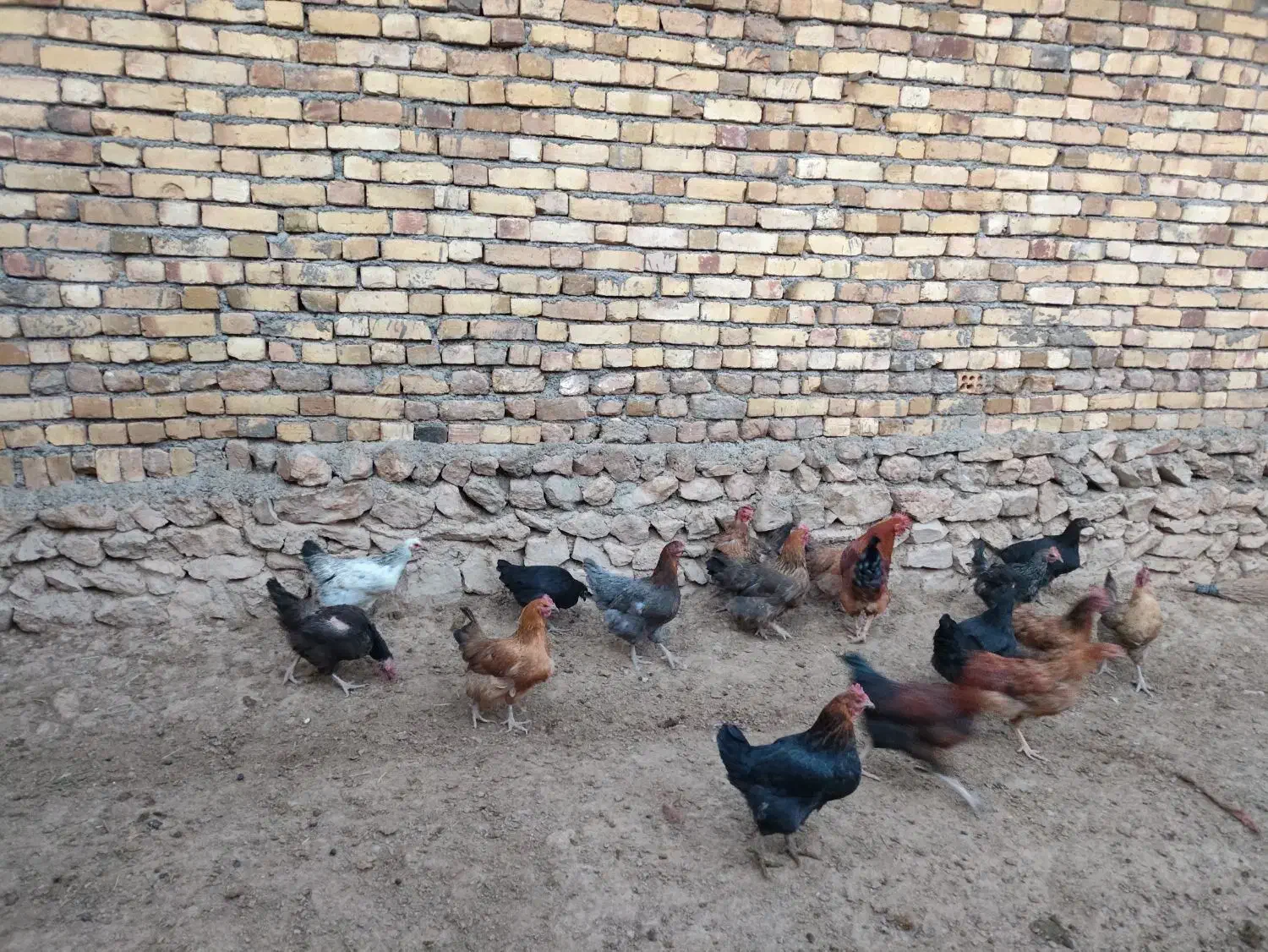 فروش 10عددمرغ جوان تخم گذار|حیوانات مزرعه|بزینه رود, |دیوار