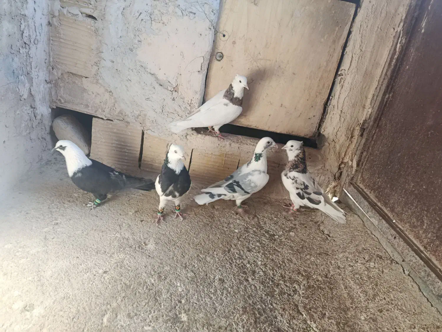 پنج تا کفتر هوایی قلدور|پرنده|فرح دشت, |دیوار