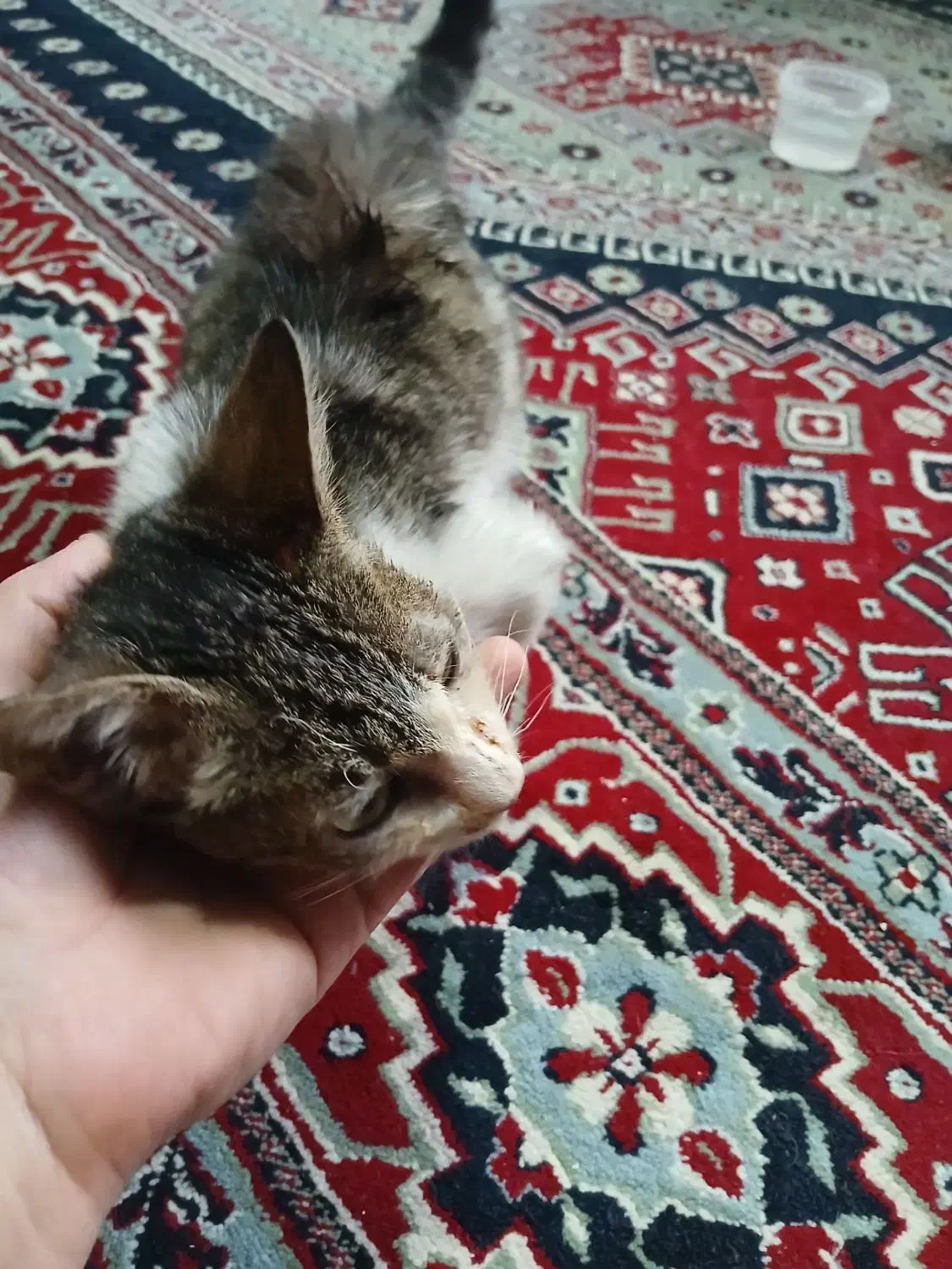 واگذاری|گربه|رشت, فرزانه|دیوار