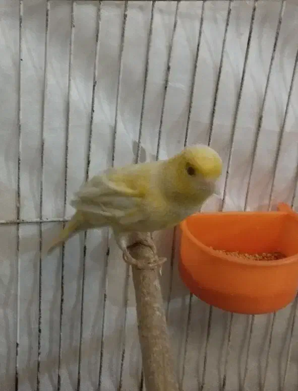 قناری|پرنده|قم, ناصردیوان|دیوار