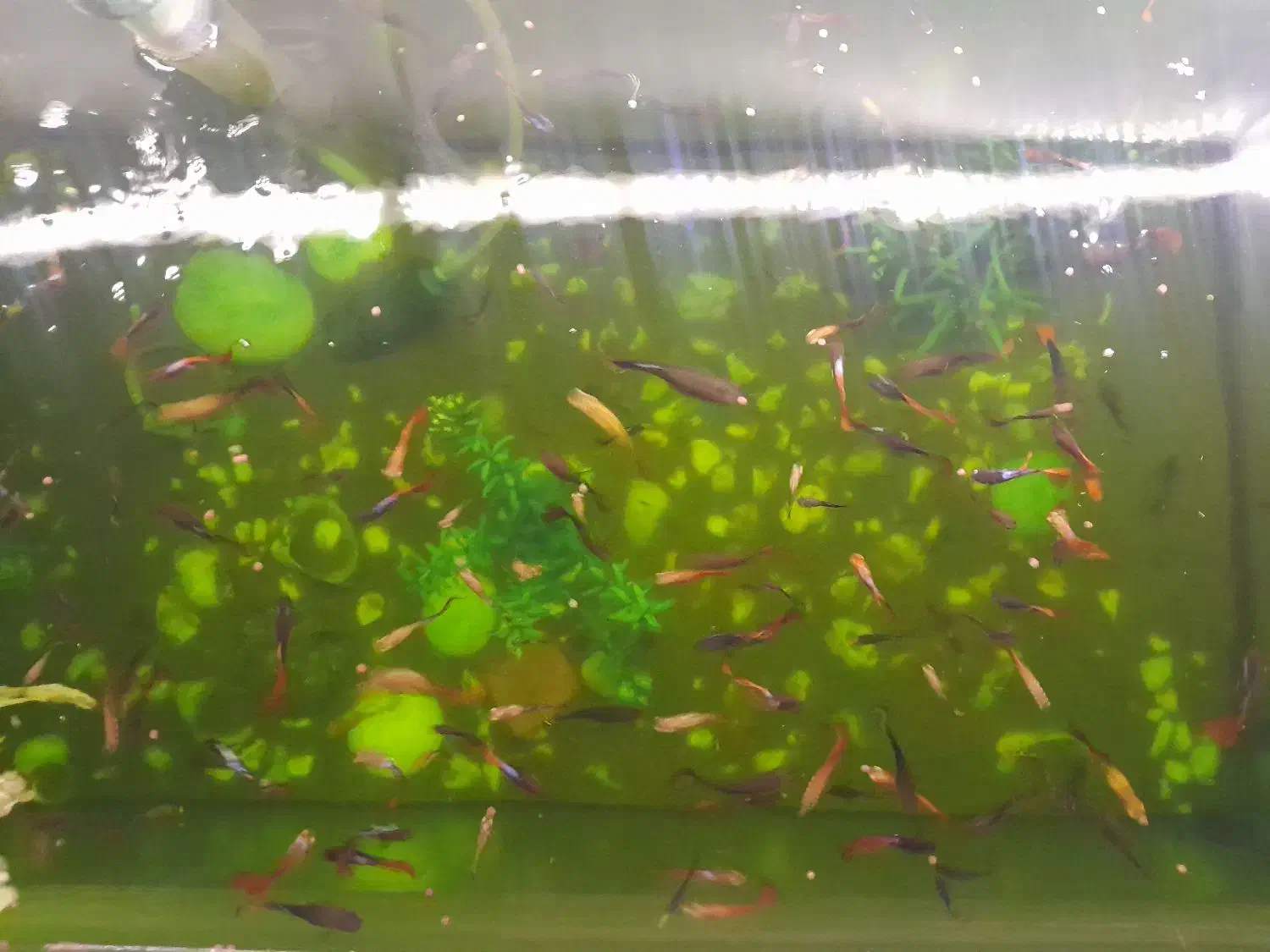 ماهی کوپی|ماهی|مشهد, نوید|دیوار