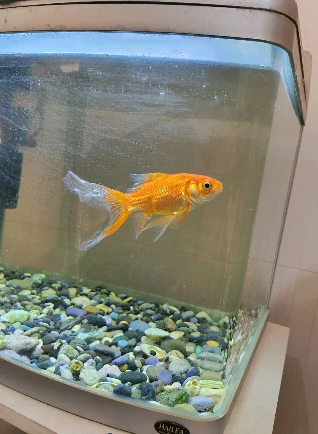 آکواریوم شیشه خم|ماهی|بیرجند, |دیوار