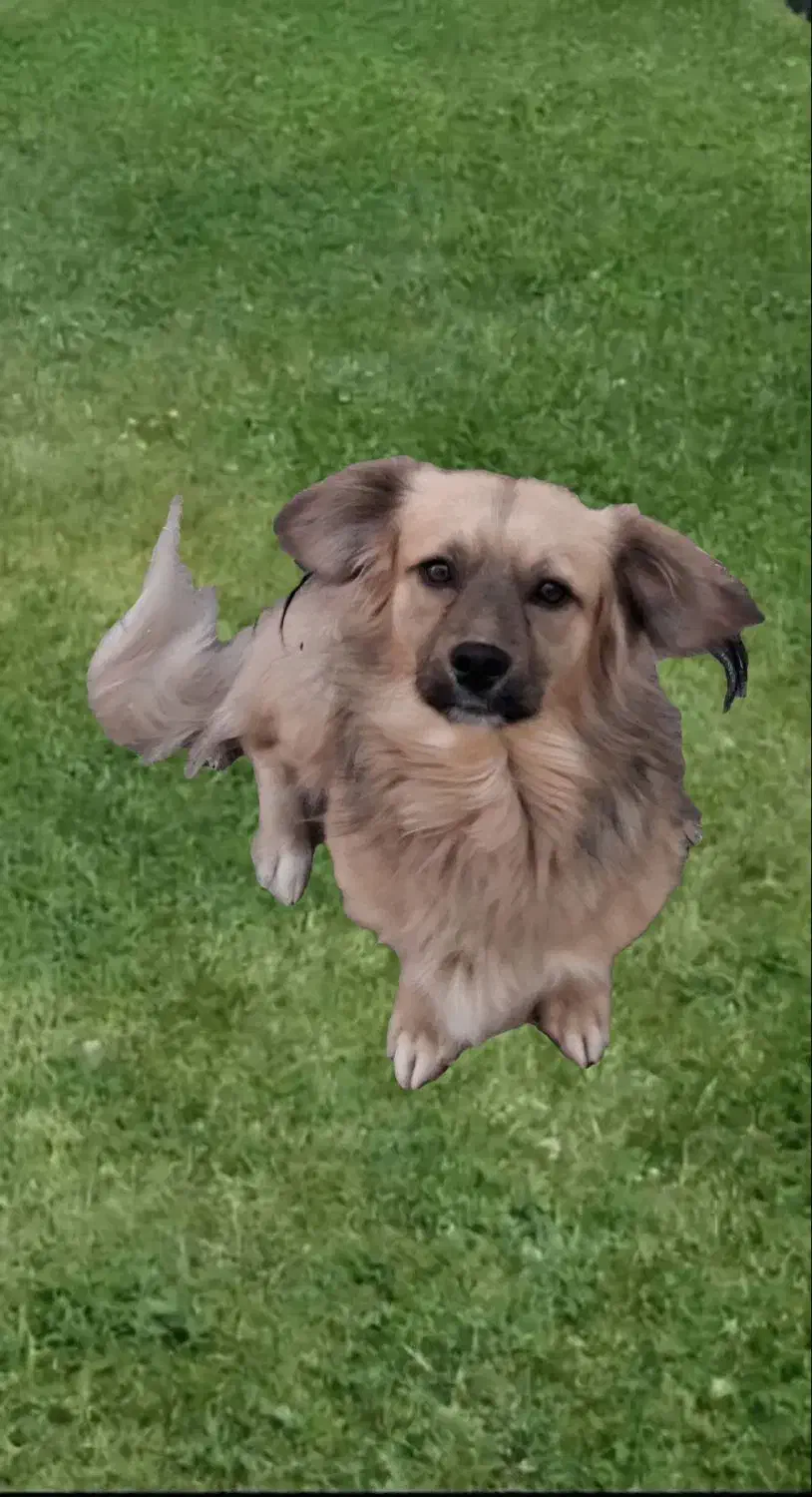 سگ پاکوتاه|سگ|تربت جام, شاهد|دیوار