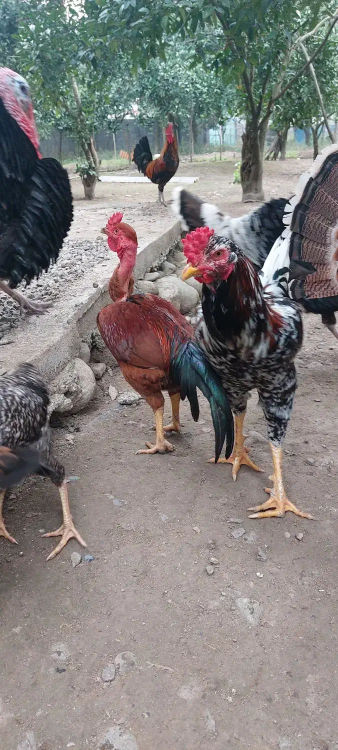 فروش غاز جوان درشت و مرغ و خروس محلی|حیوانات مزرعه|تنکابن, |دیوار