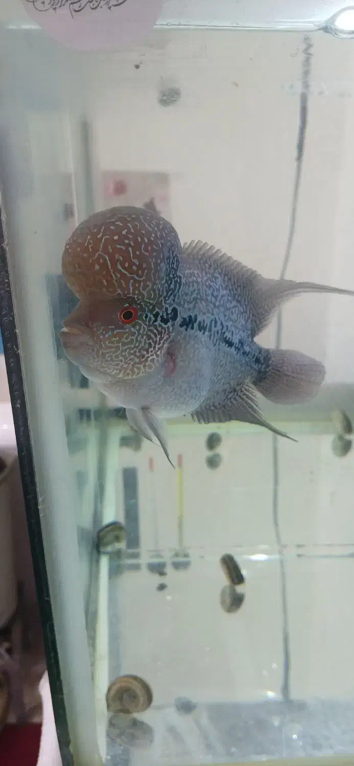 ماهی فلاور فروش فوری|ماهی|زنجان, |دیوار