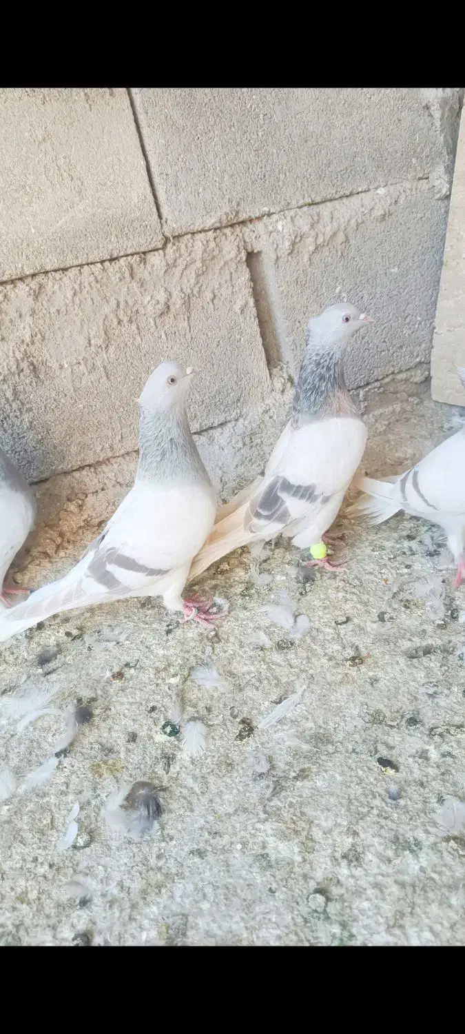 سوسنی دم سفید یا کاغذی دم سفید|پرنده|شیراز, دروازه قران|دیوار