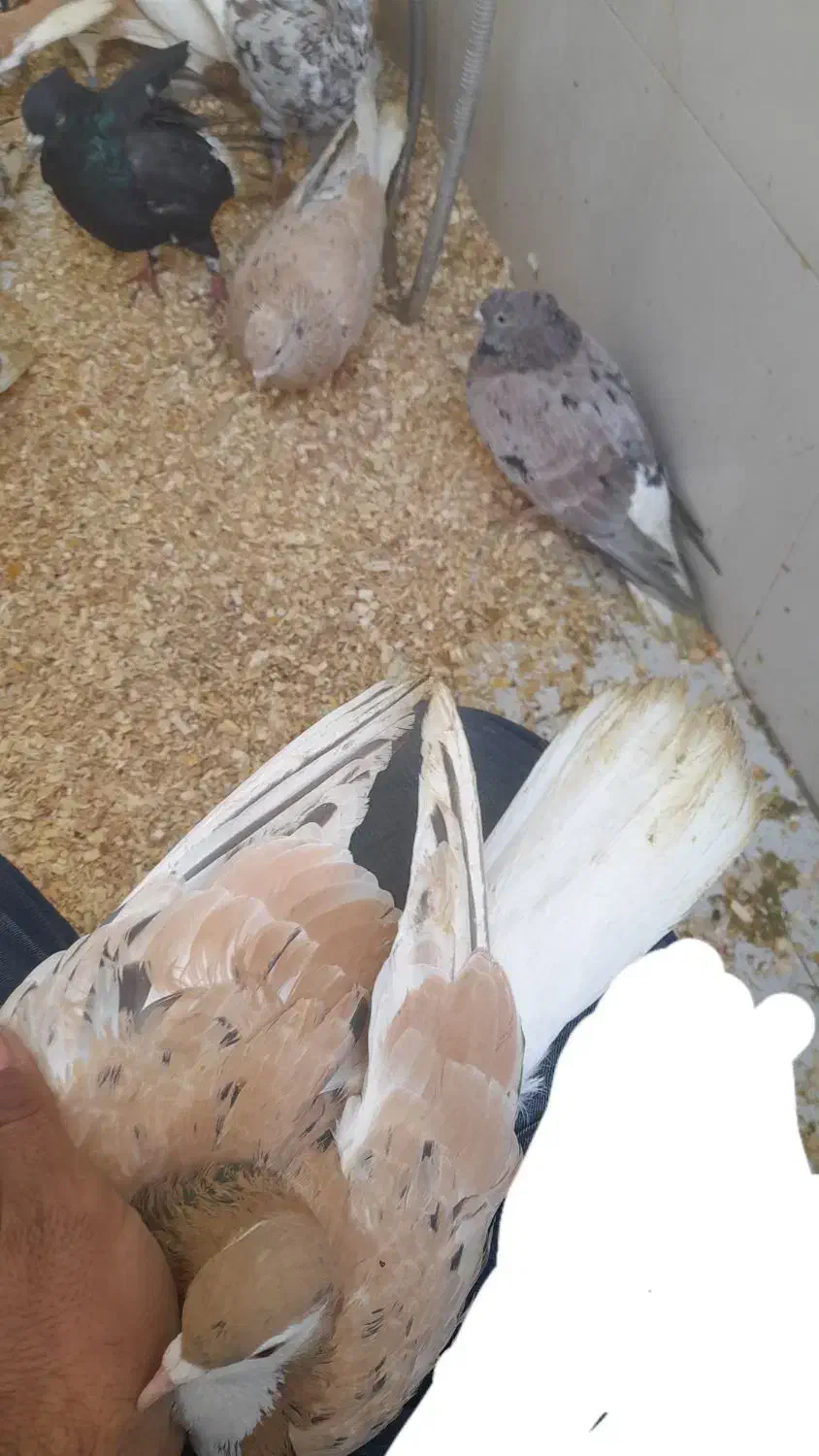 دمسفید همه مدل|پرنده|مشهد, کوی پلیس|دیوار