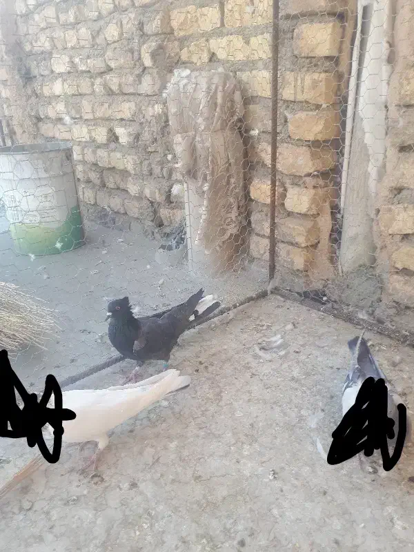 ماده دم گیر|پرنده|برخوار, |دیوار