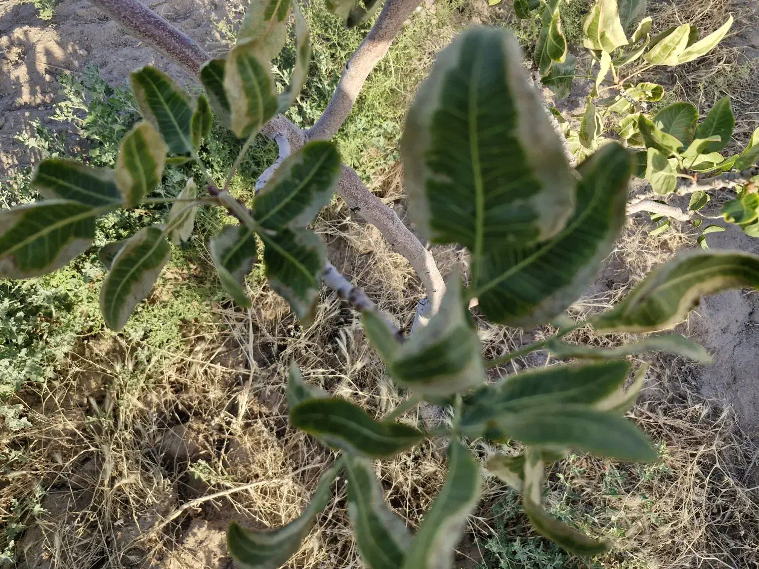 ۶حبه زمین پسته ای شهربابک استبرق ده حاجی|فروش دفتر صنعتی، کشاورزی، تجاری|شهر بابک, |دیوار