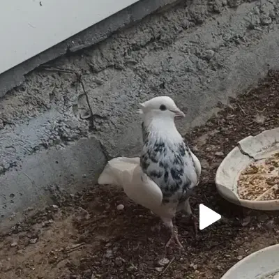 گمشده طوق زرین|حیوانات|لامرد, |دیوار