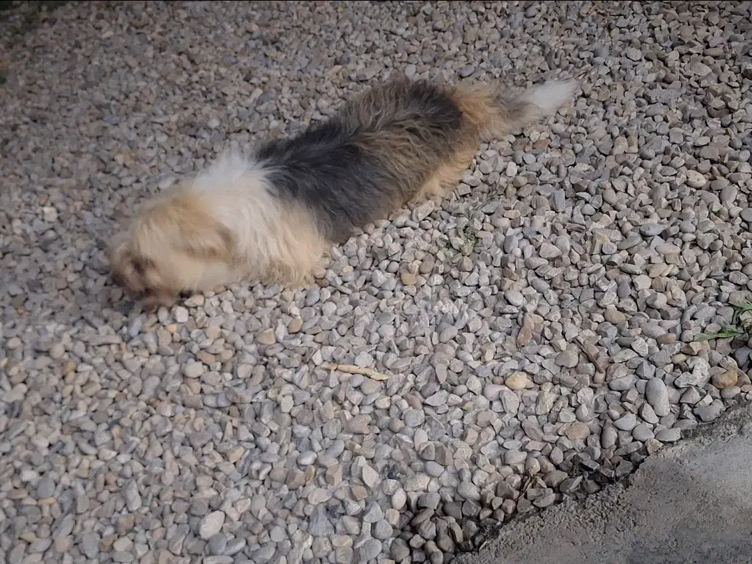 سگ پا کوتاه|سگ|ساری, |دیوار