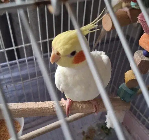 جوجه عروس هلندی لوتینو|پرنده|صومعه‌سرا, |دیوار