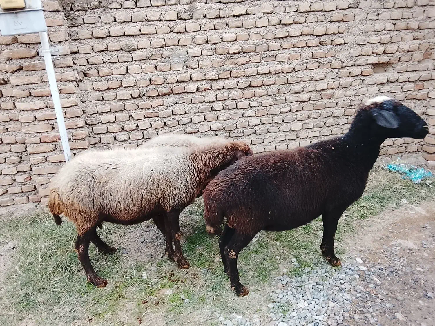 بره های افشار|حیوانات مزرعه|گرگان, |دیوار