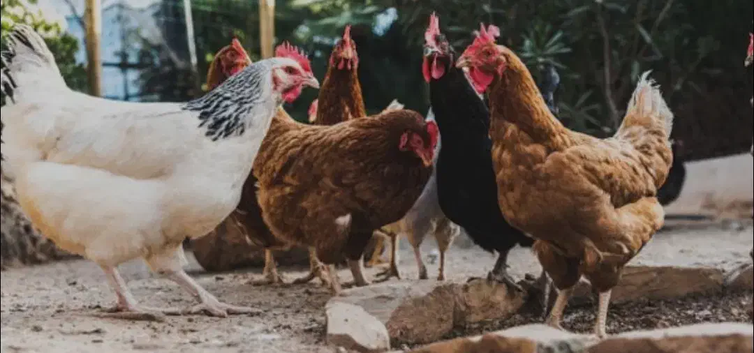 مرغ تخمگذار محلی|حیوانات مزرعه|رشت, باهنر|دیوار