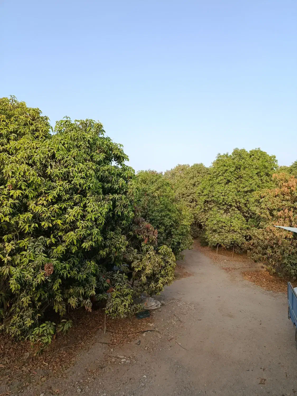 فروش چوب مرکبات|خدمات باغبانی و درختکاری|توکهور, |دیوار