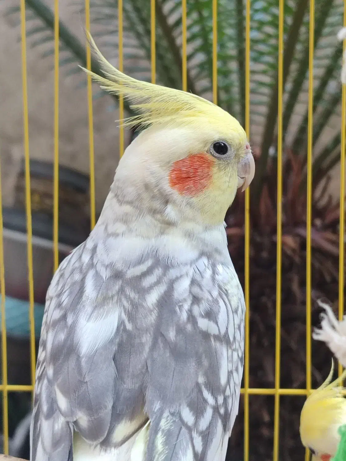 فروش عروس هلندی|پرنده|لاهیجان, رجایی|دیوار