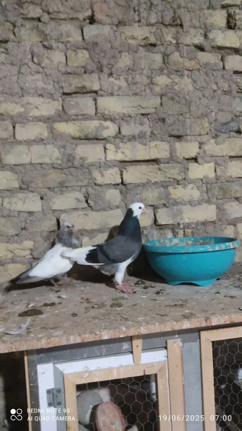 شازده آلیام|پرنده|ویلکیج, |دیوار