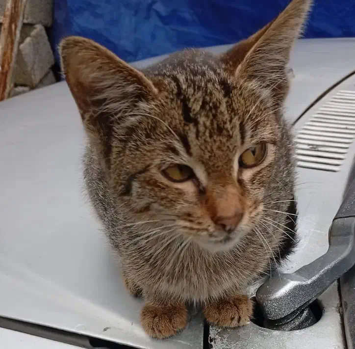 گربه ماده کوچولو|گربه|آستارا, |دیوار