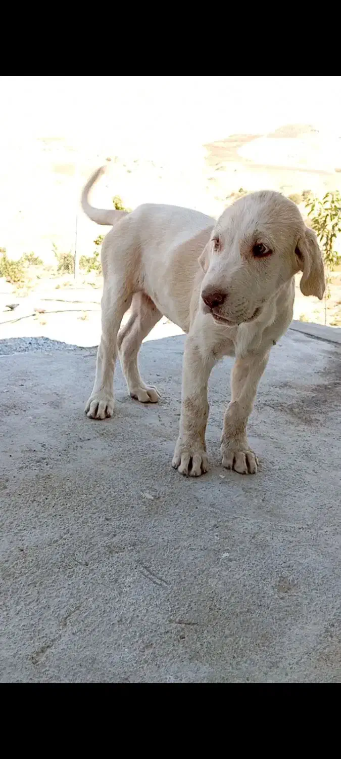 دزدیده شدن سه توله پشدر عراقی|سگ|مهاباد (آذربایجان غربی), |دیوار