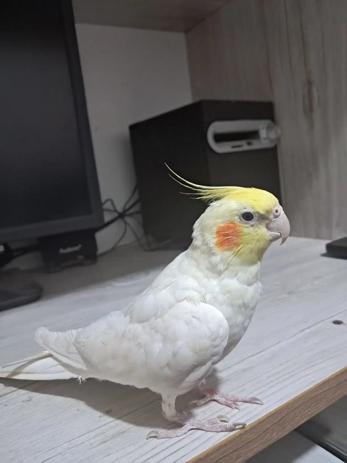 عروس هلندی لوتیتو نر سخنگو|پرنده|پیر بکران, |دیوار