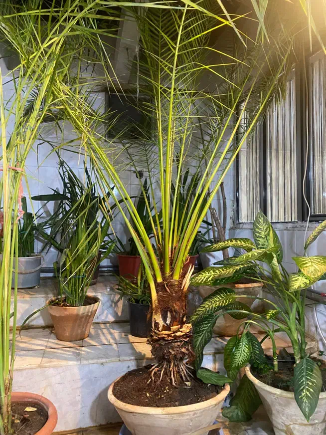 نخل فونیکس|گل و گیاه طبیعی|هشتگرد, گلسار|دیوار