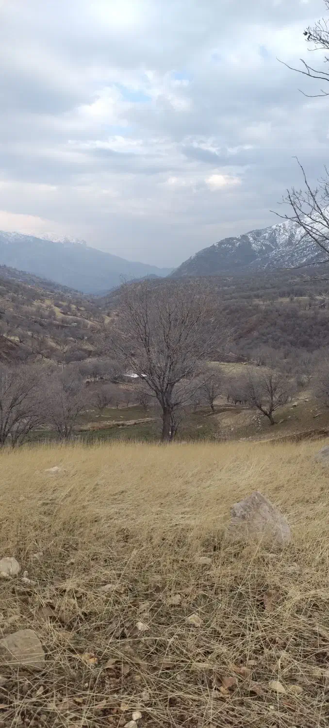 کشاورزی شراکت|فروش زمین و ملک کلنگی|زاغه, |دیوار