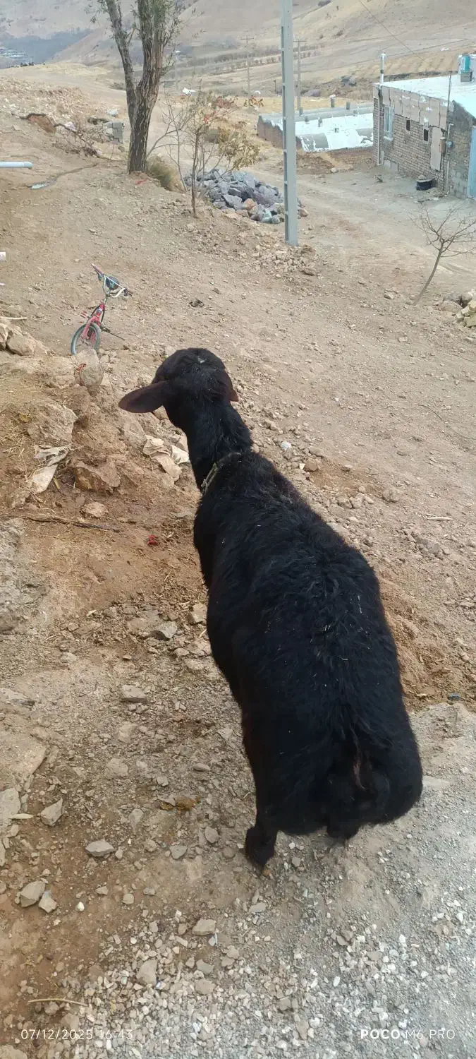 قوچ قزل|حیوانات مزرعه|خزل, |دیوار