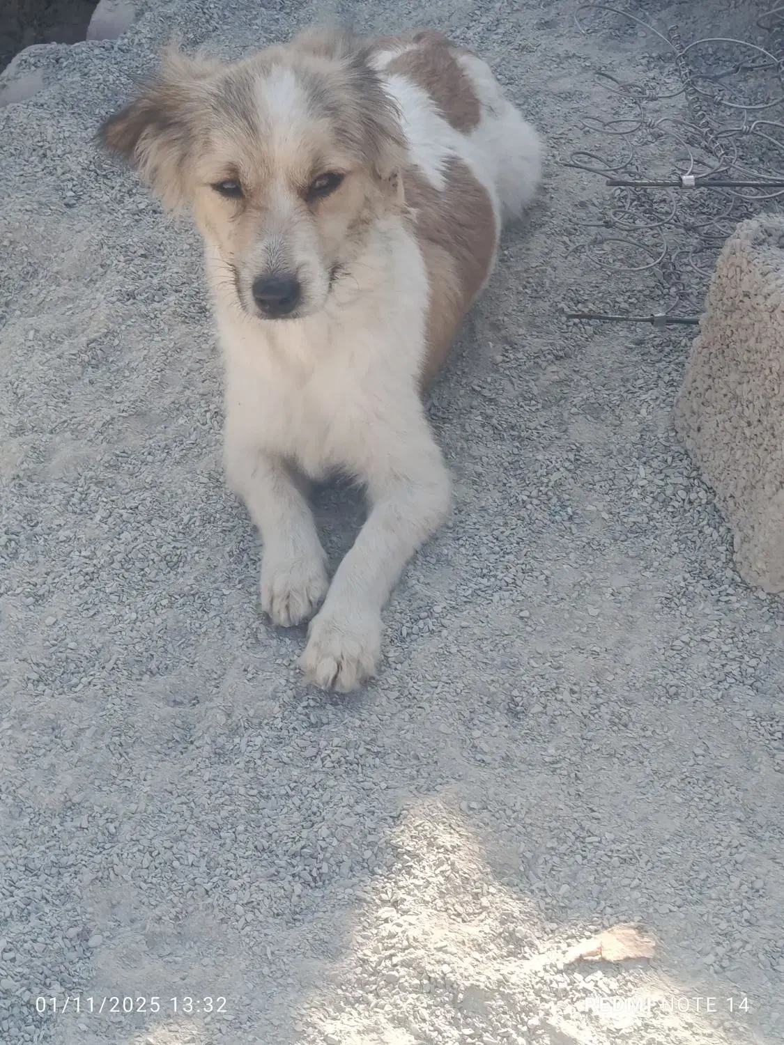 سگ پیداشده|سگ|رباط‌کریم, رباط‌کریم|دیوار