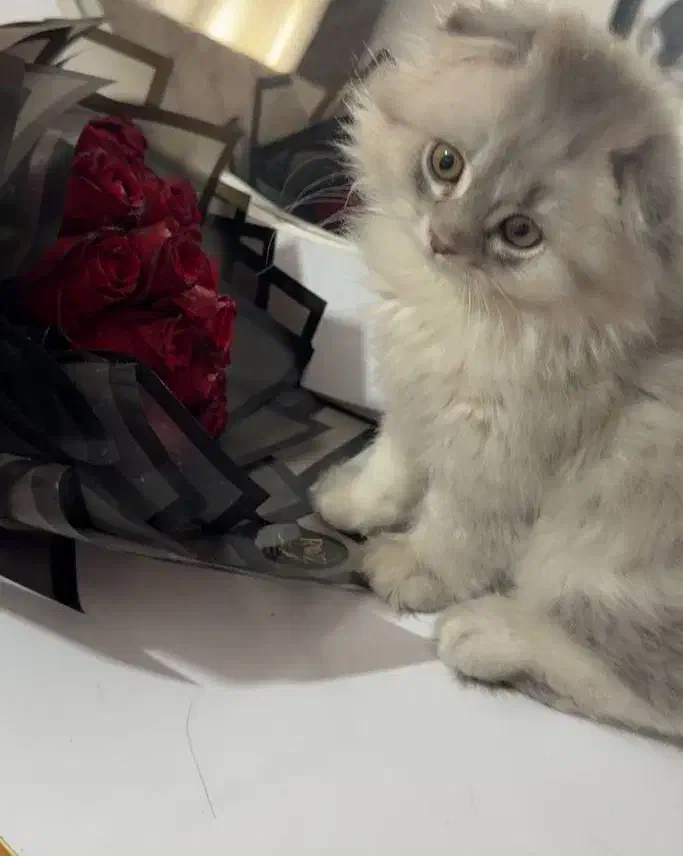 گربه ناز و ملوس|حیوانات|کرمانشاه, |دیوار