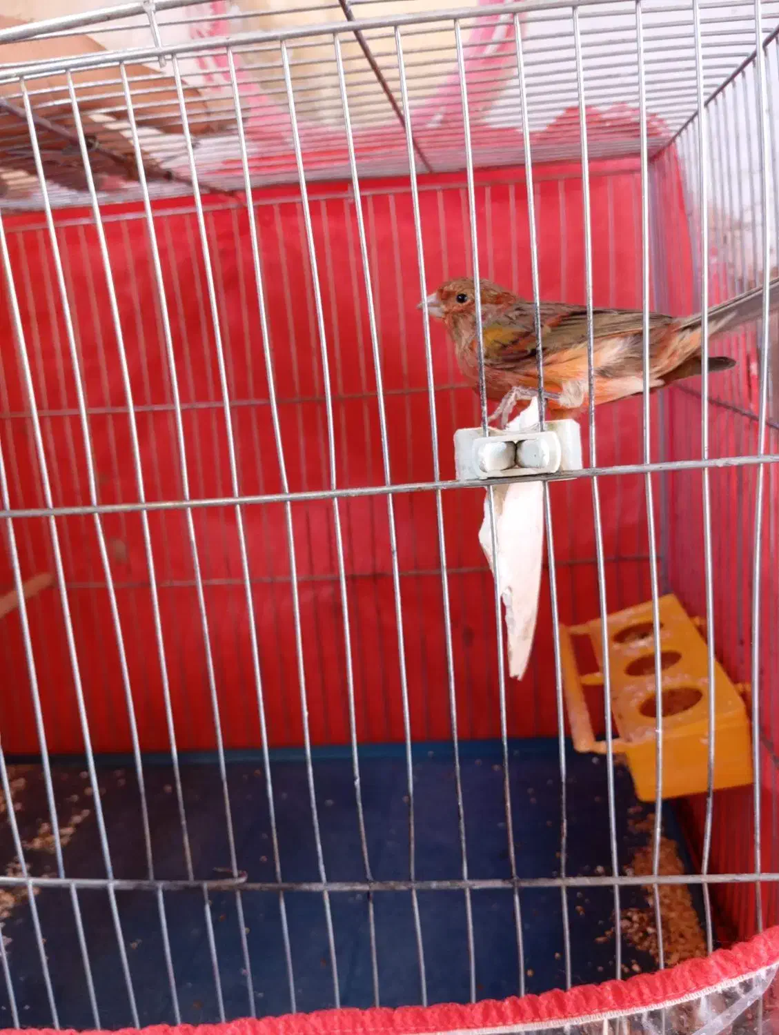 قناری|پرنده|ماهان, |دیوار