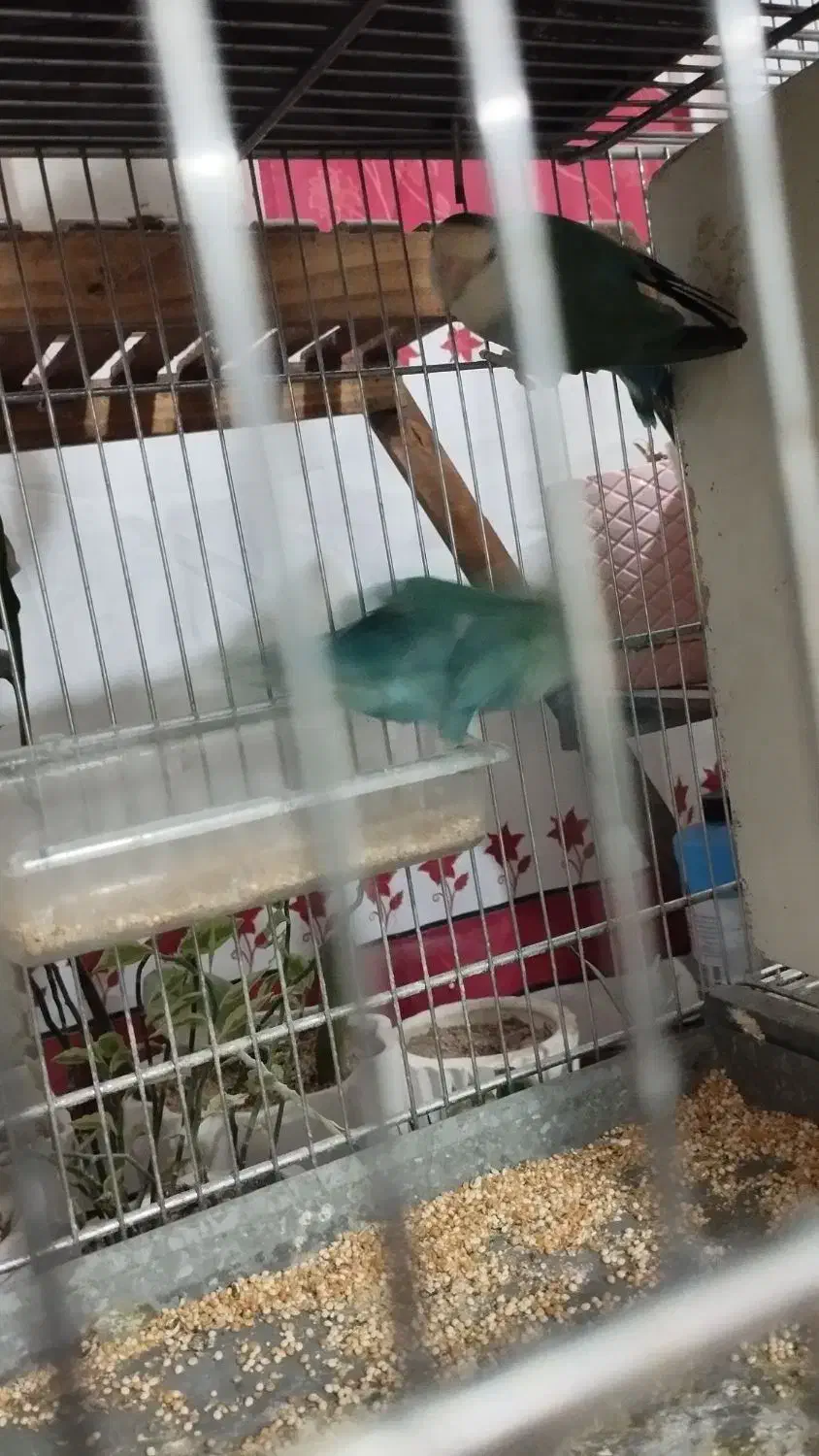 طوطی برزیلی|پرنده|تاکستان, |دیوار