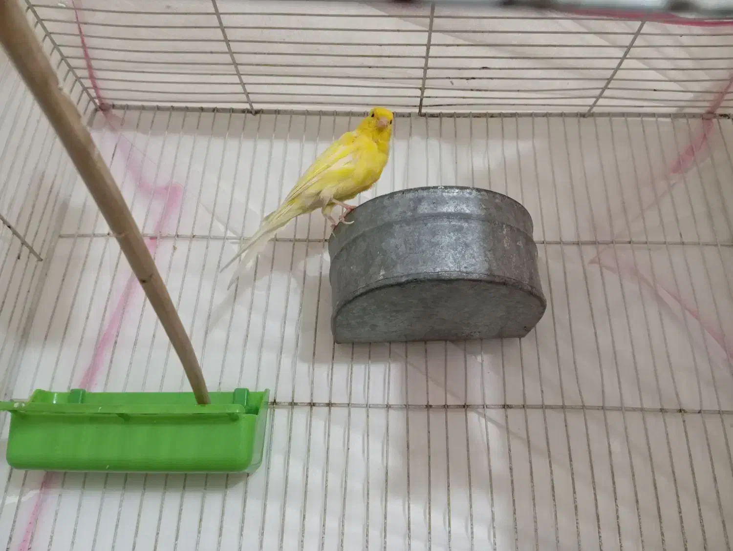 فروش قناری|پرنده|سراوان, |دیوار