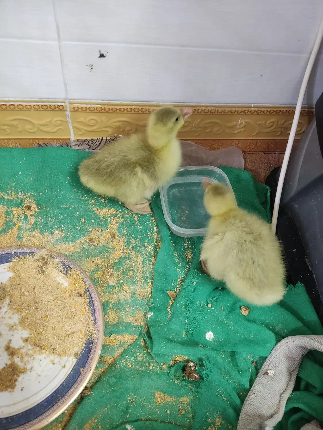 جوجه غاز سفید|حیوانات مزرعه|بهبهان, |دیوار