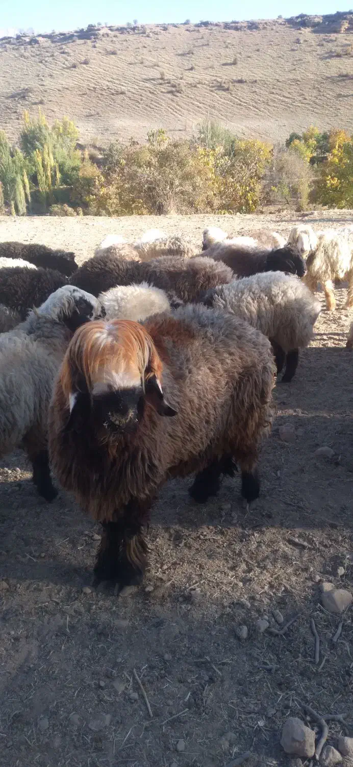 دوعدد نرمیش بختیاری|حیوانات مزرعه|زیلائی, |دیوار