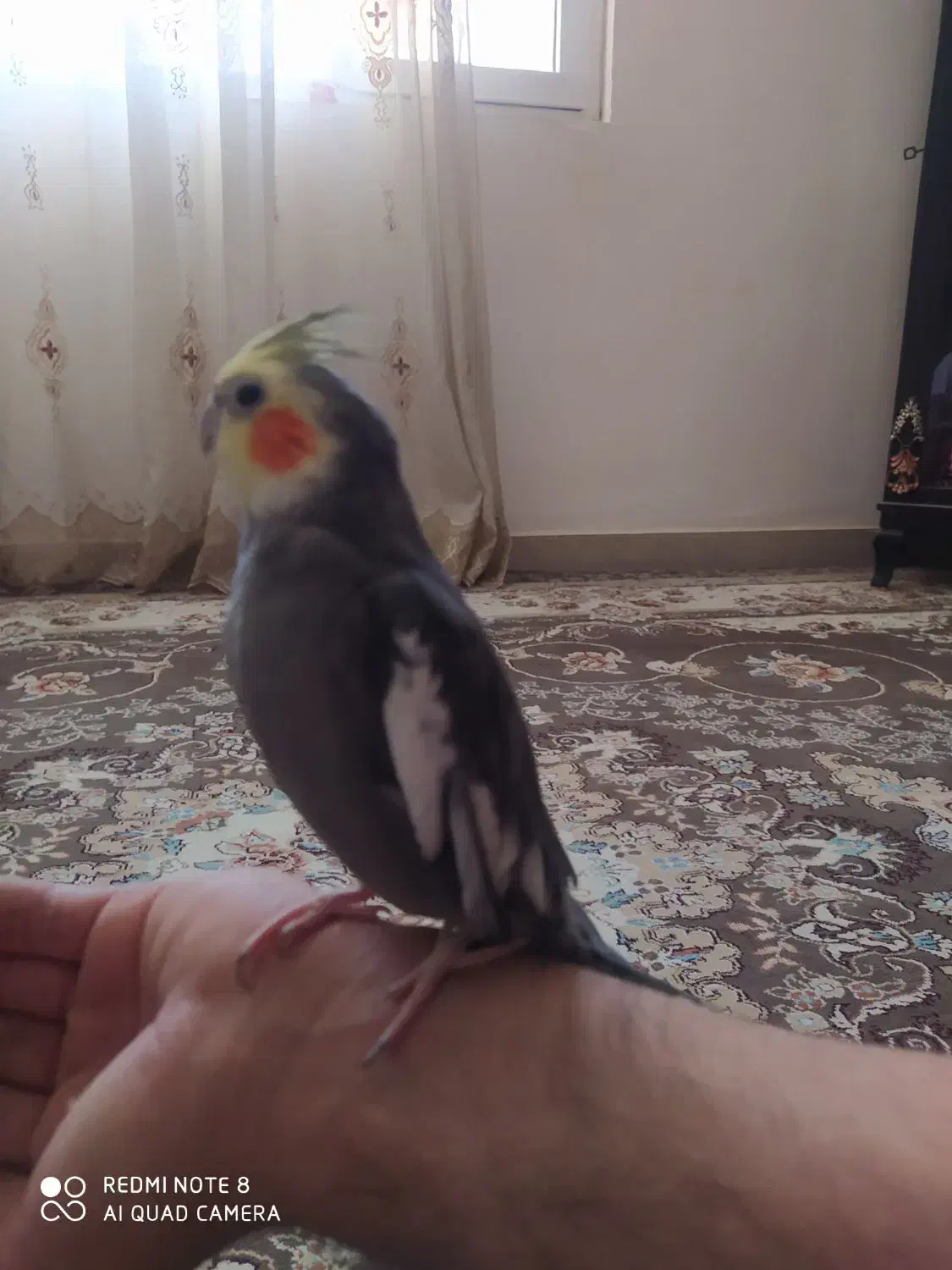 عروس هلندی سخنگو|پرنده|سرپل ذهاب, |دیوار