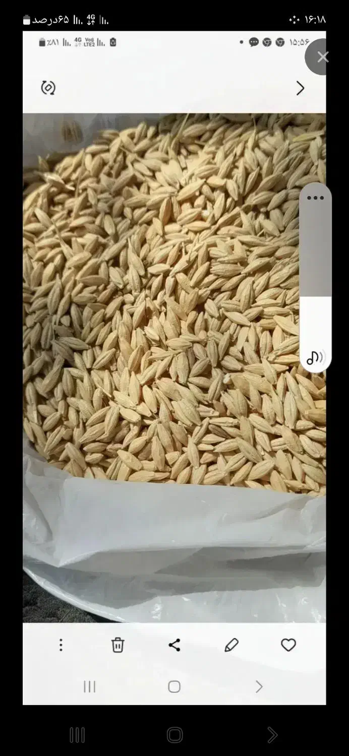 فروش جو گوسنفدی ۵۰۰کیلو|لوازم جانبی حیوانات|شیروان (خراسان), |دیوار