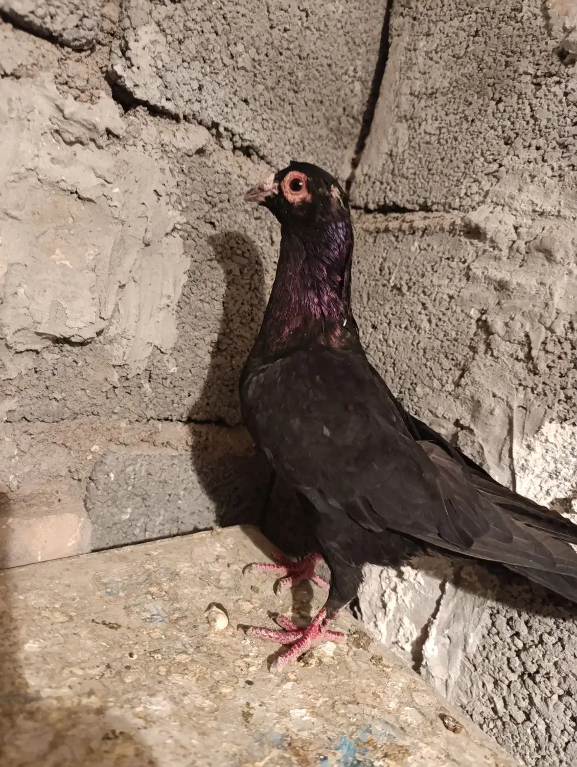 نر کلاغ سیستان گردن کلفت|پرنده|بردسیر, |دیوار