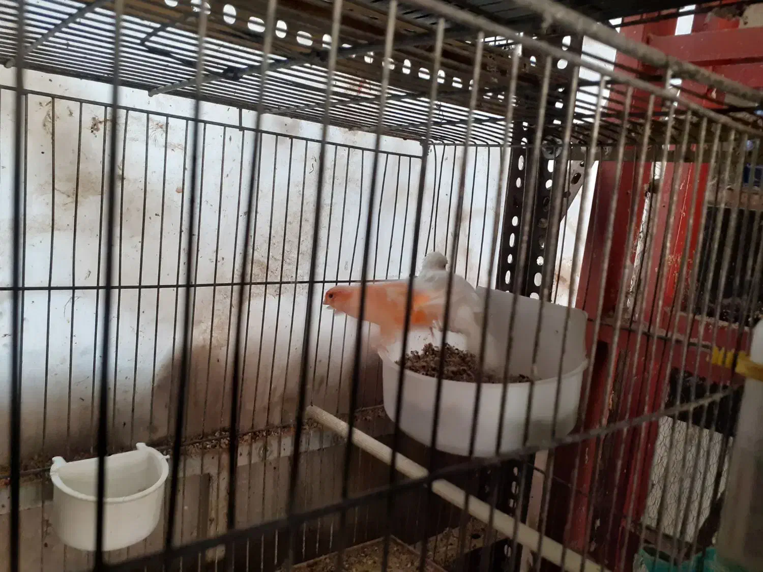 قناری|پرنده|بیرجند, |دیوار