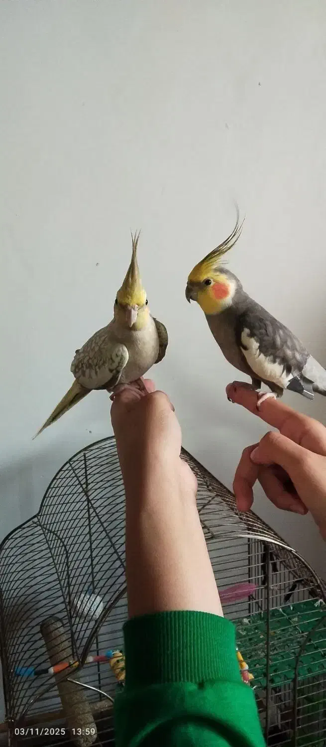 عروس هلندی|پرنده|اطاقور, |دیوار