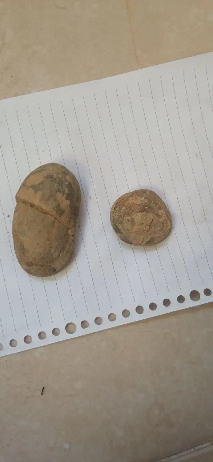 فسیل دوکفه‌ای|کلکسیون اشیاء عتیقه|تهران, فلاح|دیوار