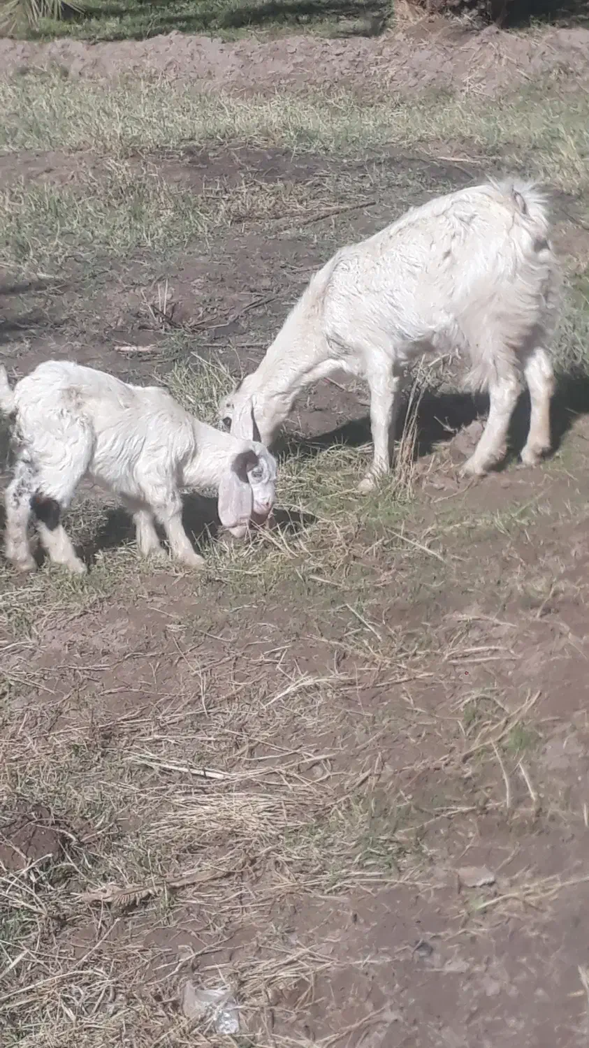 بز باکره نر|حیوانات مزرعه|ریگان, |دیوار