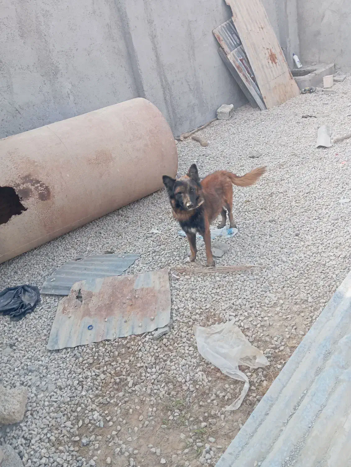 سگ ژرمن|سگ|آبپخش, |دیوار