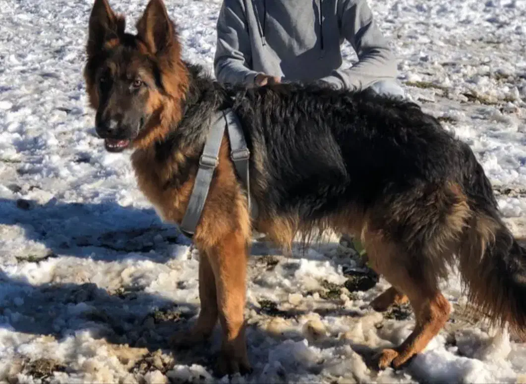 سگ ژرمن شپرد گمشده|حیوانات|گنبد کاووس, |دیوار