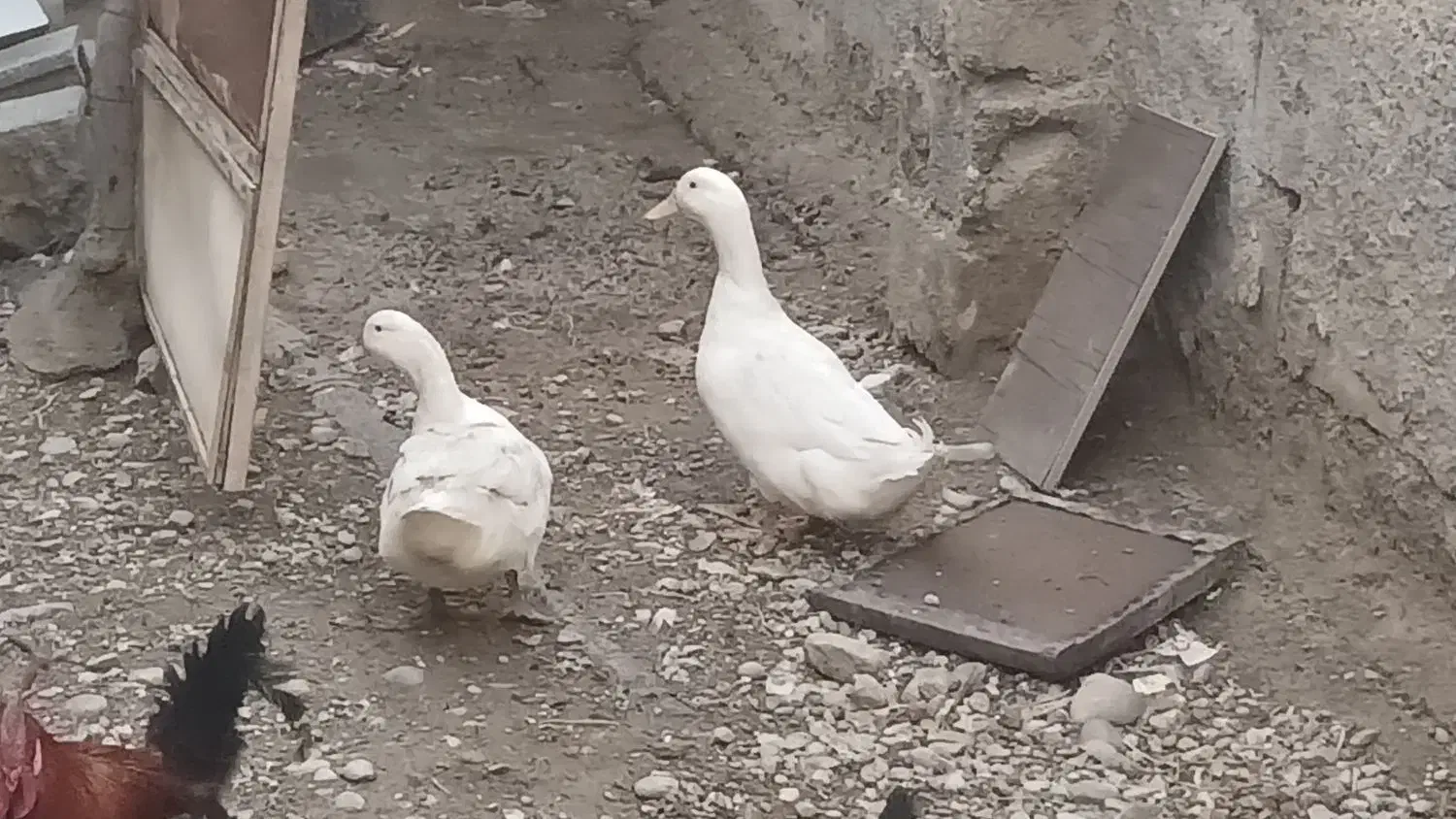 یک جفت اردک|حیوانات مزرعه|ماهدشت, |دیوار