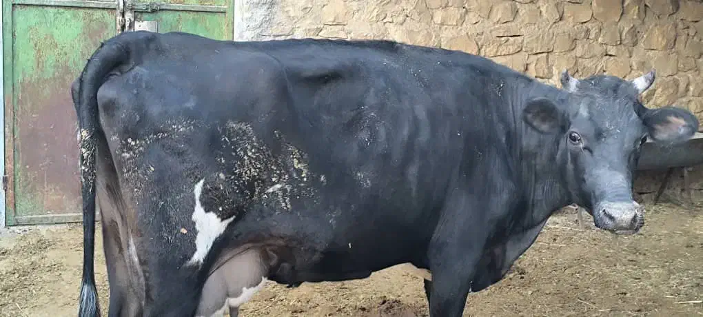 گاو برانسویس|حیوانات مزرعه|دهدشت, |دیوار