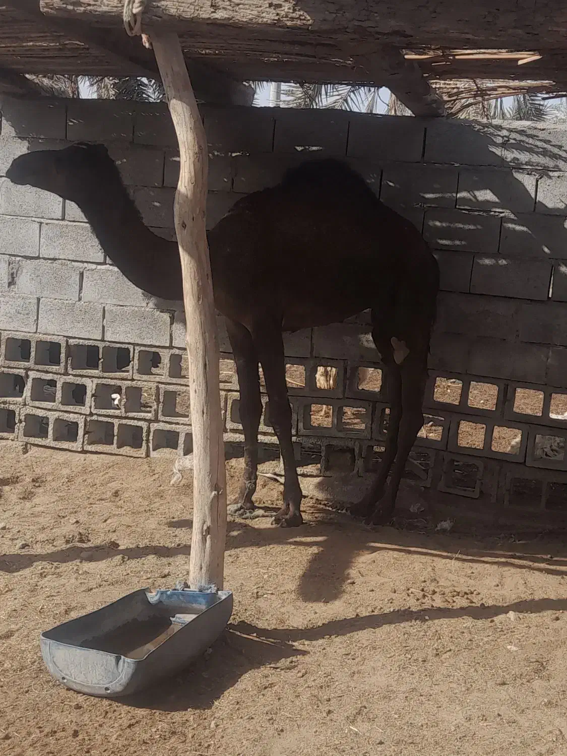 فروش دوعدد شتر نردوسال|حیوانات مزرعه|میناب, |دیوار