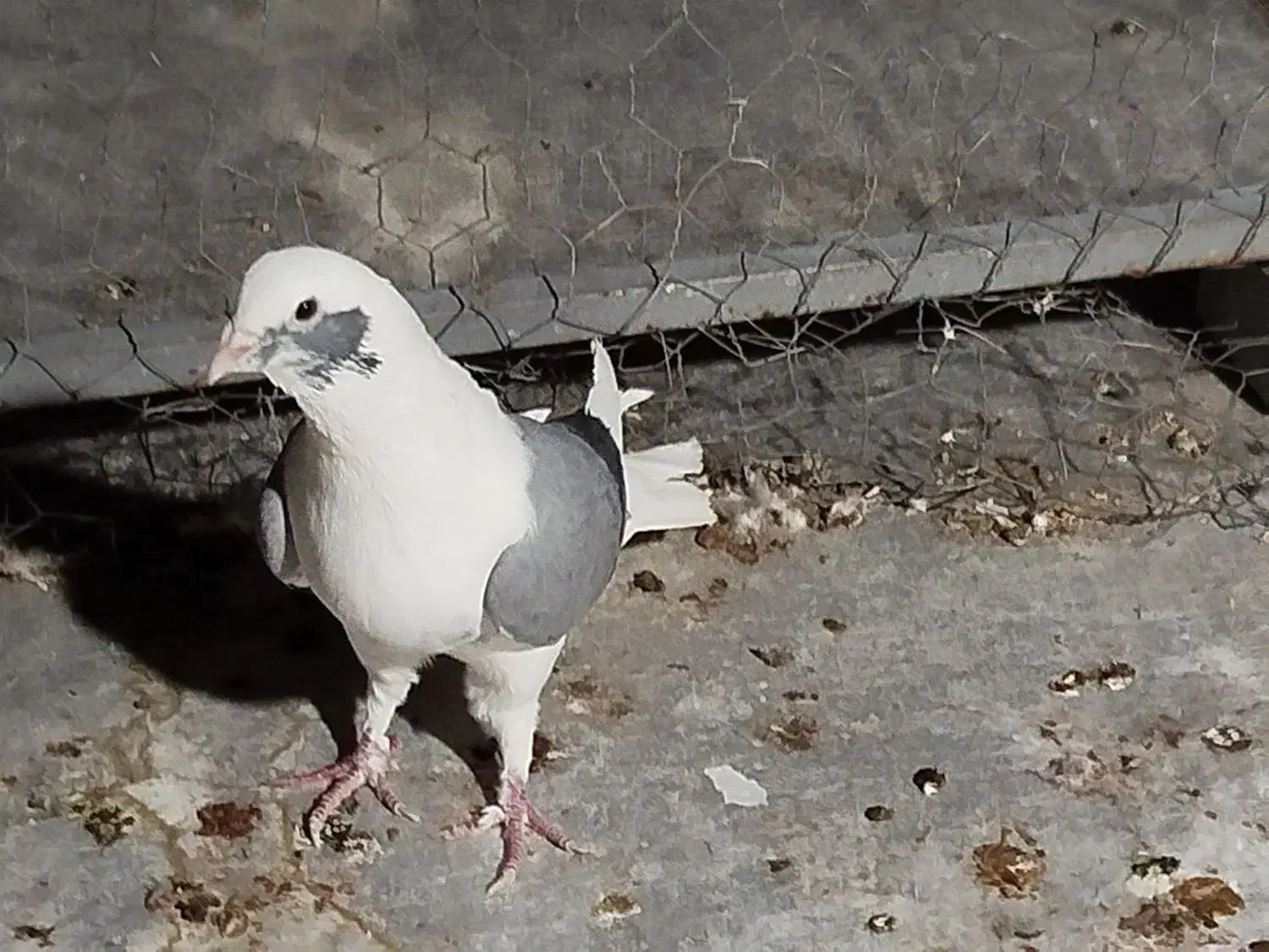 کفتر رنگی|پرنده|لار, |دیوار