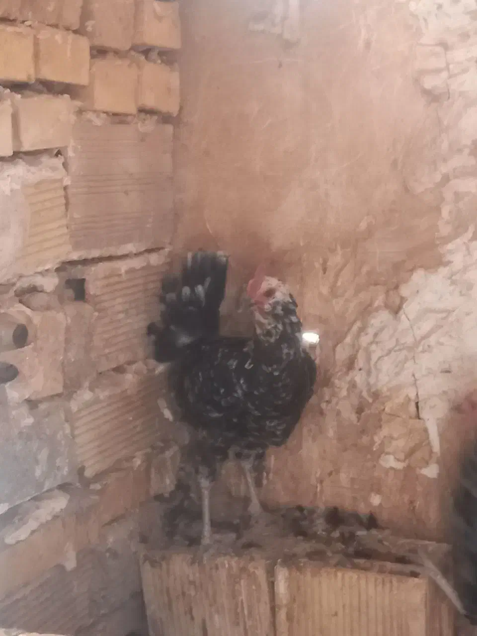 مرغ و خروس گلین|حیوانات مزرعه|تهران, هفده شهریور|دیوار