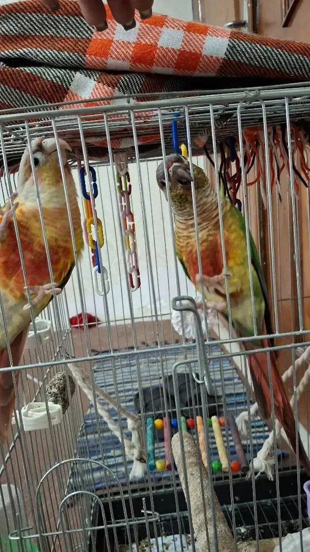 طوطی گرینچیک|پرنده|اردبیل, |دیوار