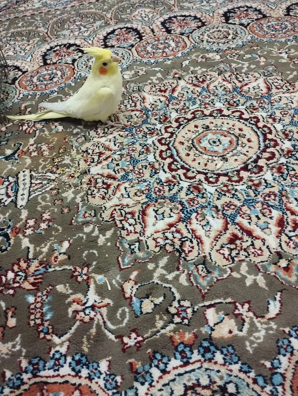 عروس هلندی|پرنده|کوهدشت, |دیوار